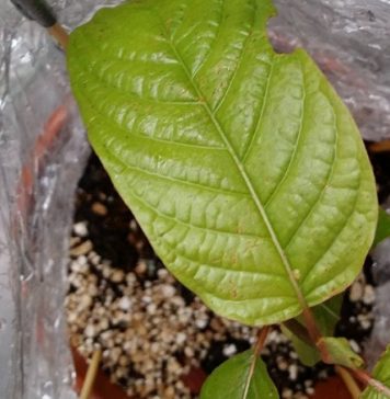 Kratom and moisture