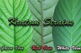 Kratom Strains