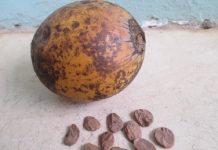 health benefits of Akuamma