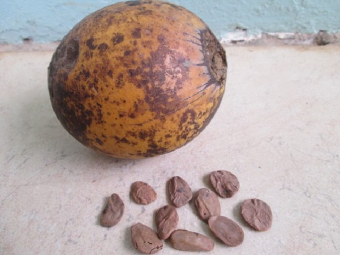 health benefits of Akuamma