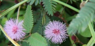Mimosa Hostilis