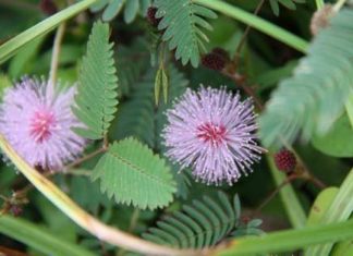 Mimosa Hostilis