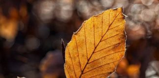 yellow Kratom strains