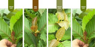 Colors of Kratom