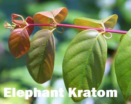 elephant kratom