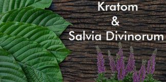 salvia divinorum and kratom