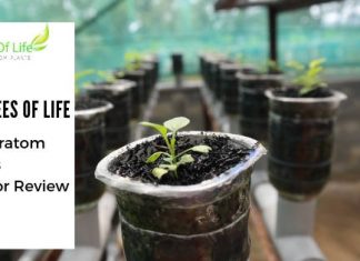 My Trees of Life