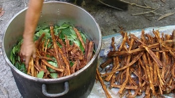 Ayahuasca