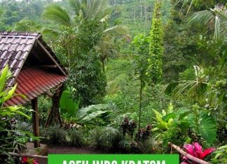 aceh kratom