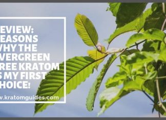 The Evergreen Tree Kratom