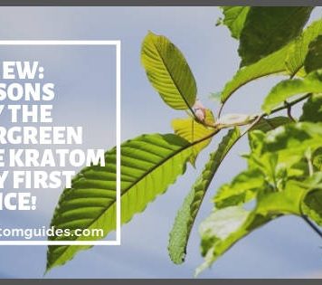 The Evergreen Tree Kratom