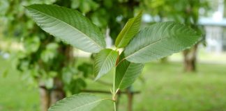 Indonesia Kratom Ban