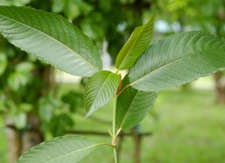 Indonesia Kratom Ban