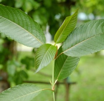 Kratom Sale To Be Banned – Indonesian Health Authority Shocked The US Market Indonesia Kratom Ban