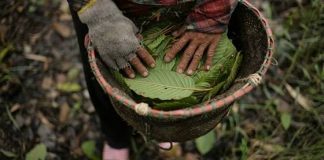 Kalimantan Kratom