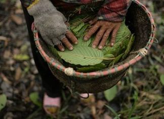 Kalimantan Kratom