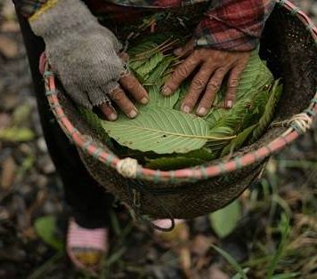 Kalimantan Kratom