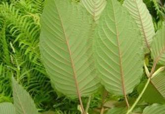 Kratom Leaf