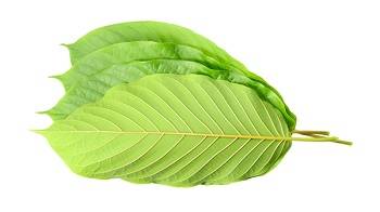 Stem And Vein Kratom