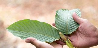 Stem And Vein Of Kratom