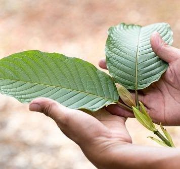 Stem And Vein Of Kratom