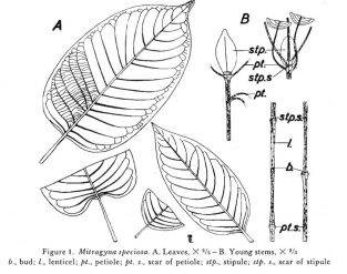 effects of stem and vein kratom