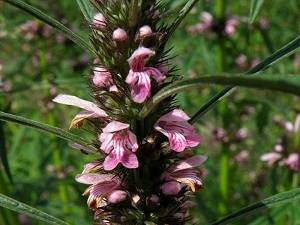 alkaloids in Marihuanilla