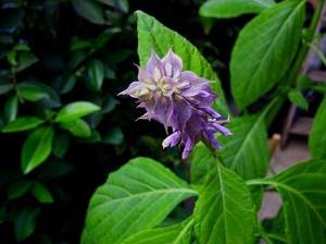 Salvia Divinorum