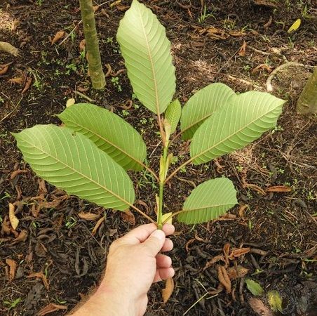 Buy Kratom Minnesota