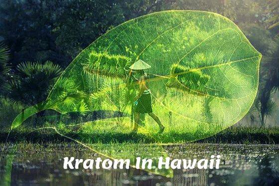 Kratom In Hawaii