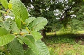 Super Speciosa Kratom Strain