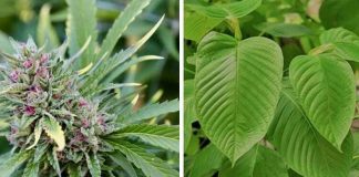 Kratom vs. Marijuana