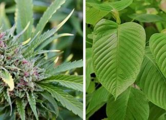 Kratom vs. Marijuana