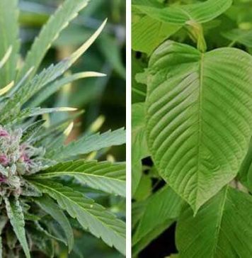 Kratom vs. Marijuana