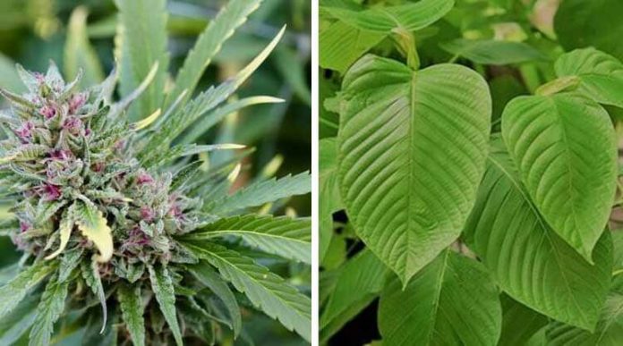 Kratom vs. Marijuana