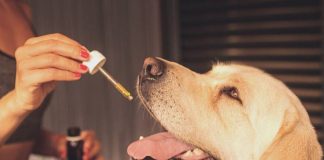 CBD Oil For Dogs