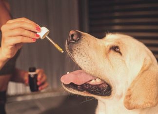 CBD Oil For Dogs