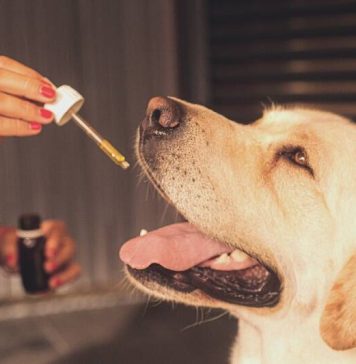 CBD Oil For Dogs