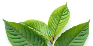 Kratom Wikipedia