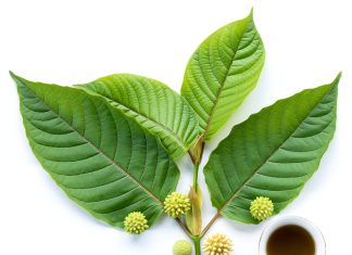 Kratom Wikipedia