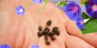 Morning Glory Seeds