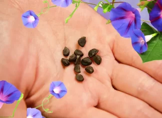 Morning Glory Seeds