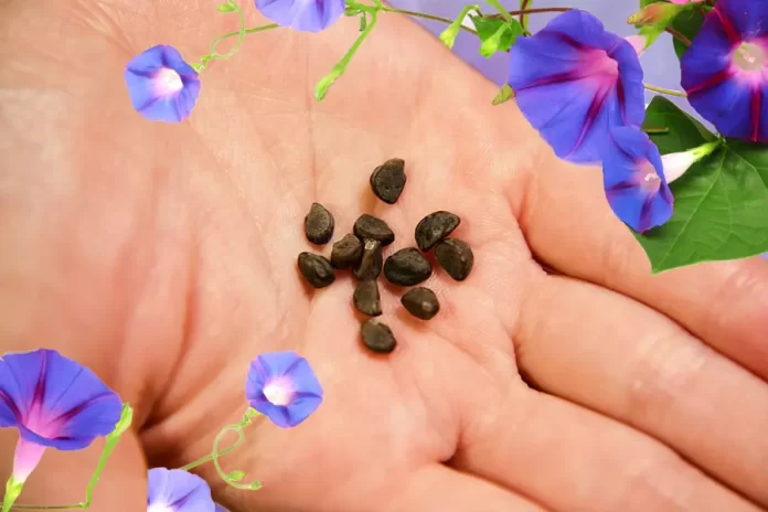 Morning Glory Seeds