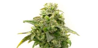 Banana Kush Feminized Seeds