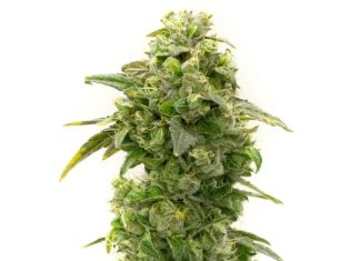 Banana Kush Feminized Seeds