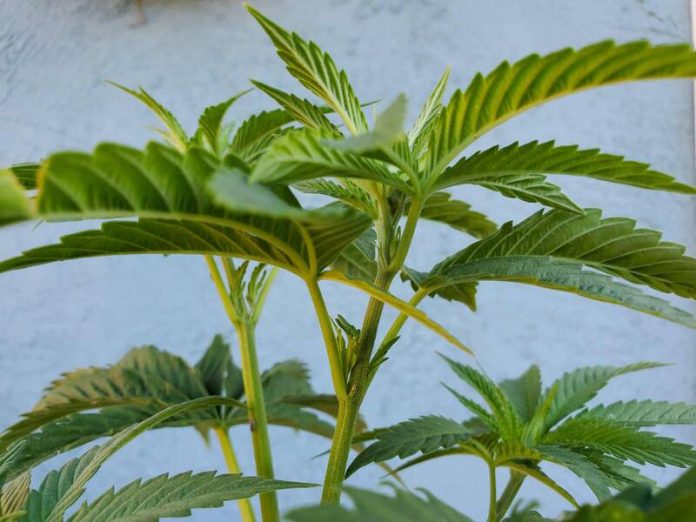Plant Gender