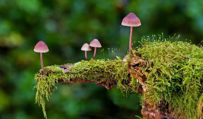 kratom and mashroom