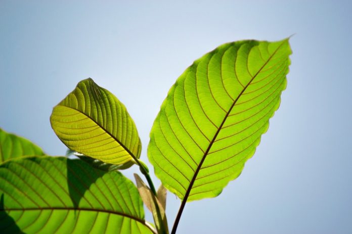Kratom Pain Reliever