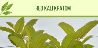 Kalimantan Red Vein Kratom