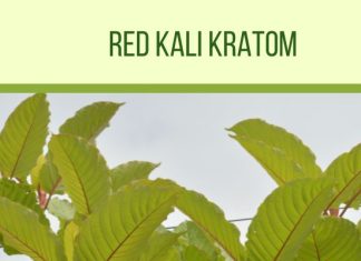 Kalimantan Red Vein Kratom